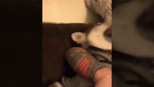 Wholesome playtime with doggo смотреть онлайн