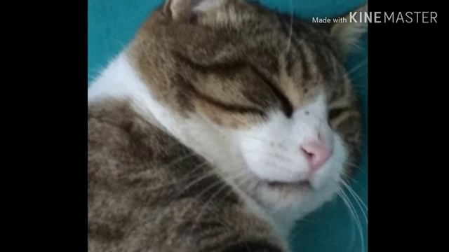 Поздравление бабушки с Днём рожденья! смотреть онлайн