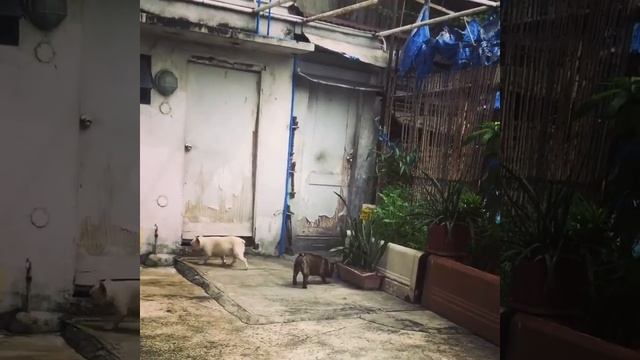 dog day out? смотреть онлайн