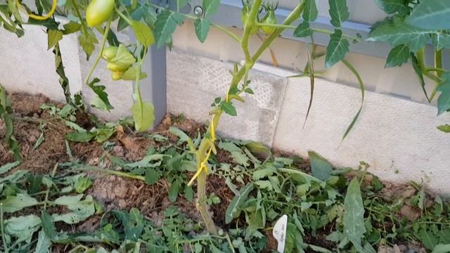 Подзаборные томаты 10 июля 2021 г. смотреть онлайн