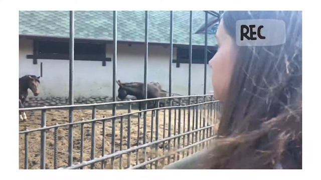 VLOG I МОСКОВСКИЙ ЗООПАРК I Ksenia Birukova смотреть онлайн