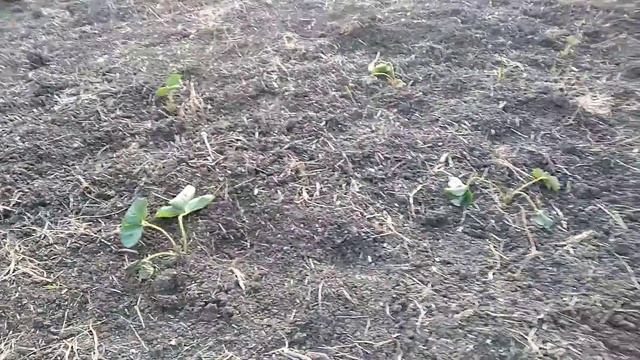 Новые сорта клубники 24.09.2018 смотреть онлайн