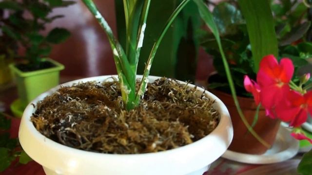 12.09.17 / 2 часть/ Обзор некотор моих цветов. Колерия не особо удалась... смотреть онлайн