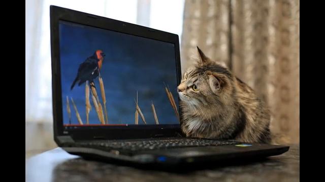 Людмила Зиновьева  Кот и комп