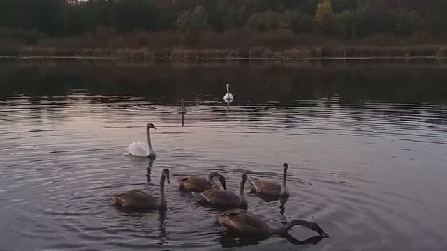 Лесное озеро, лебеди . смотреть онлайн