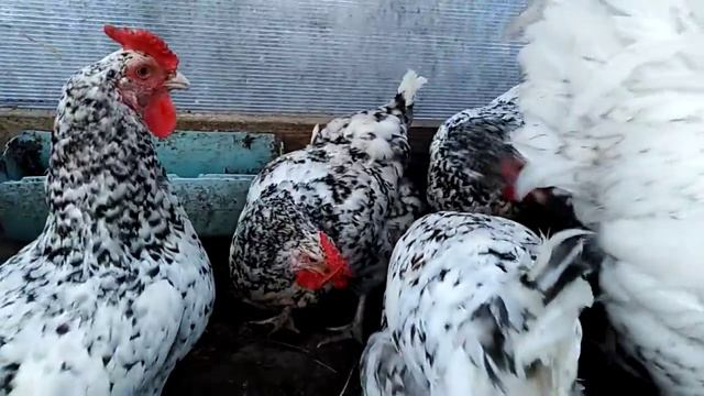 Очки от расклева для кур. смотреть онлайн