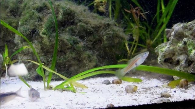 6 Awesome Guppy Fish Tankmates смотреть онлайн