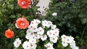 РОЗА Jacqueline du Pre  ( Жаклин дю Прэ ) МОЯ НЕЗЕМНАЯ ЛЮБОВЬ ❤❤❤.