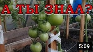 Листья ТОМАТОВ: удалять или нет? Основные правила обрезки???