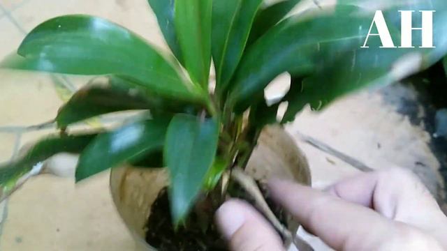 MY TI PLANT COLLECTION! | Cordyline Fruticosa | Hawaiian Ti Plant | Lucky Ti Plant | Goodluck Plant