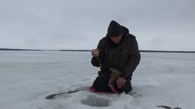 Безмотылка мормышка Личинка с шариком Рыбалка зимой Окунь сходил с ума от мормышки смотреть онлайн