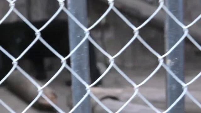 Хищники в зоопарке Баба Фрося в Астрахани! смотреть онлайн