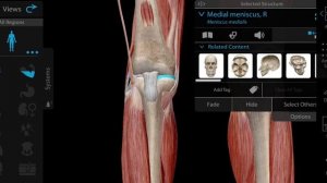 Коленный сустав: полный разбор. Сумки, связки, движения и общая характеристика