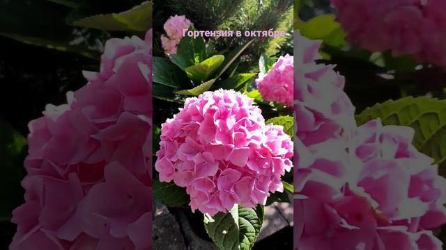 Гортензия октябрь 2022 год смотреть онлайн