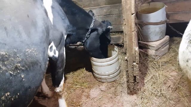 обрезка копыт и вечерняя кормешка смотреть онлайн