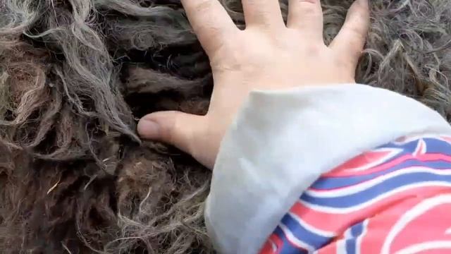 Стрижка овец весной. смотреть онлайн