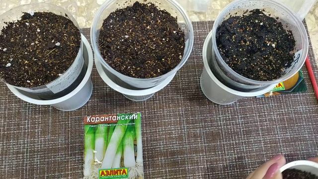 Cею лук эксибишен и лук порей Карантанский смотреть онлайн