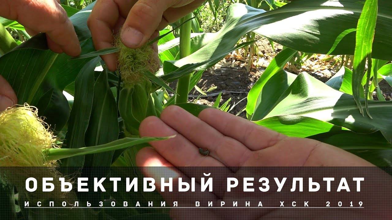 ХЛОПКОВАЯ СОВКА ИСПЫТАНИЕ 2019г.