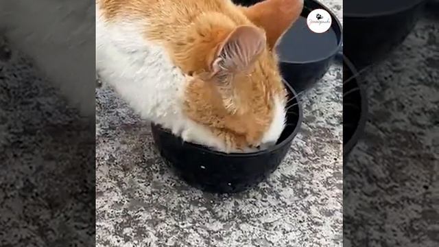 Живет и замерзает на улице рядом с домом рыжий кот смотреть онлайн