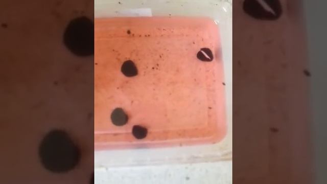 Сроки хранения семян гиппеаструма, ленивый способ проращивания семян #гиппеаструм #цветы смотреть онлайн