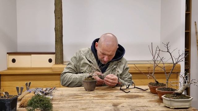 ABC Bonsai- Cięcie jesienne смотреть онлайн