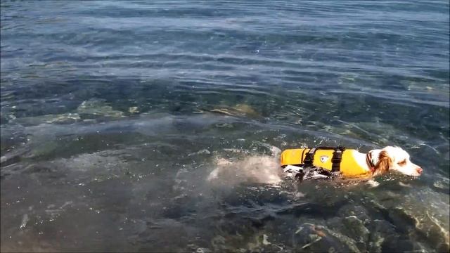 Cobra Fish n Dive Kayak First Day Test Run with my dog! смотреть онлайн