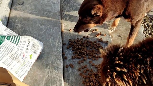 Мариуполь: попытка выжить. Бездомные животные Германия и Гиппократ. смотреть онлайн