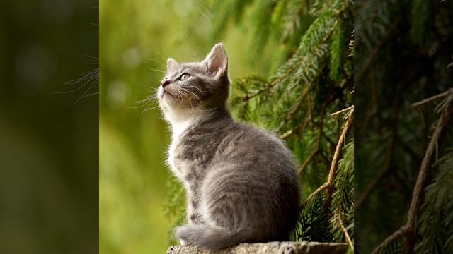 Музыка для игры с котом и собакой