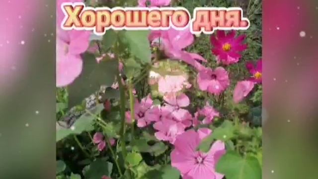 Хорошего Дня и Отличного Настроения! Самое Красивое Пожелание Удачного Дня! Открытка Хорошего Дня смотреть онлайн