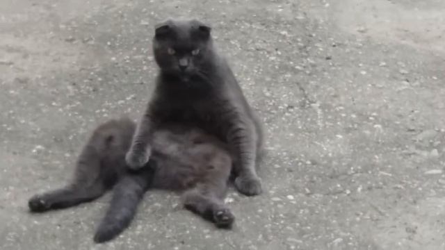 Кот пенсионер смотреть онлайн