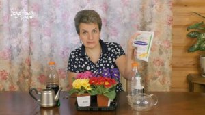 Как сохранить примулы из магазина