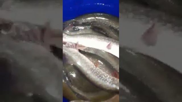 Приняли 1220 кг щуки в малый пруд Алмазово. смотреть онлайн