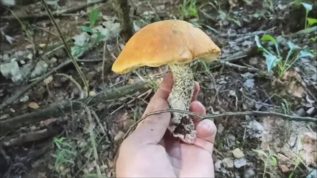 Подосиновики в жару в августе. смотреть онлайн