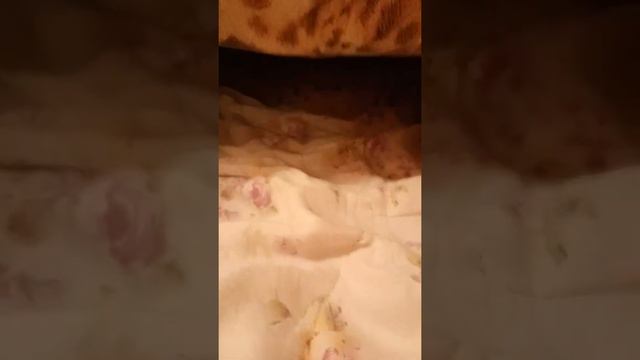 домик из подушек и одеяла смотреть онлайн