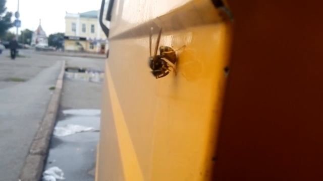 Оса жрёт смотреть онлайн