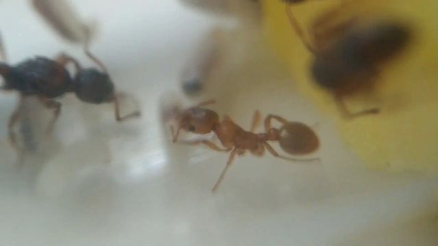 Myrmica Rubra. Как там Рыжие Кусаки? смотреть онлайн