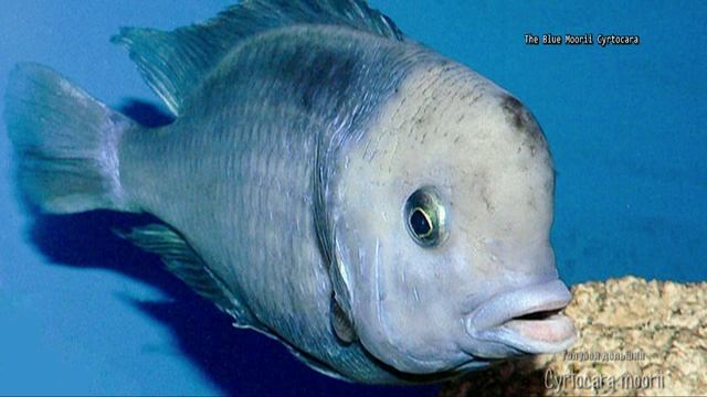 Cyrtocara moorii (Blue Dolphin Cichlid, Голубой дельфин) смотреть онлайн