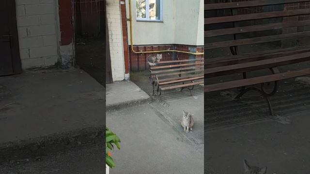 Котики сидят у подъезда. #украина #кошки #борщаговка смотреть онлайн