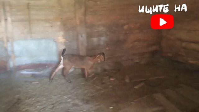 Англонубийская коза застряла в лейке смотреть онлайн