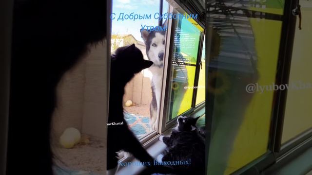 С Добрым Субботним Утром! смотреть онлайн