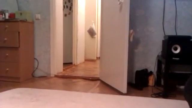 Котопес (CatDog).3gp