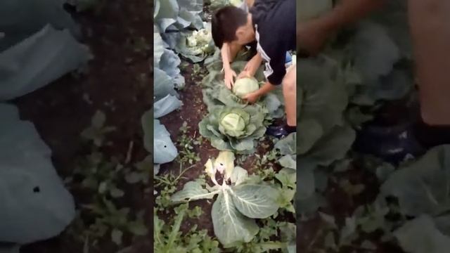 Гуляли гуляли и тут дача. не растерялись смотреть онлайн