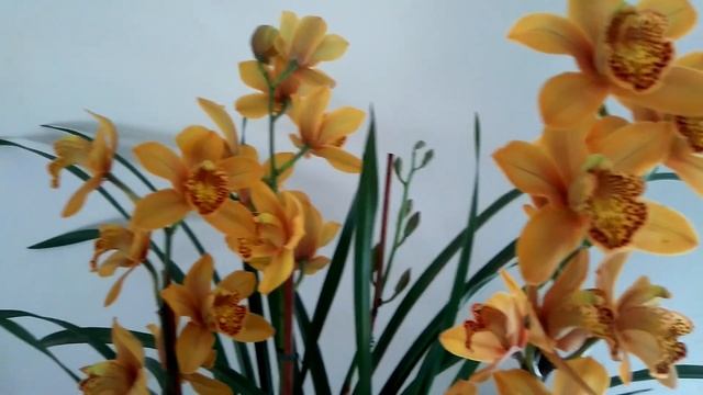 ЦИМБИДИУМ. МОЯ НОВИНКА смотреть онлайн