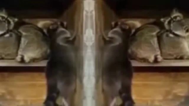 TOP TWERK BY ENOT смотреть онлайн