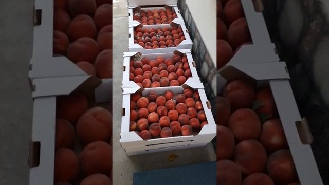 Сорт персика "фиделия" смотреть онлайн