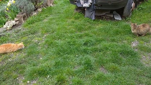 Нет, хорошо, что они вдвоём, Киса и Рыжик, им не одиноко и не скучно. смотреть онлайн