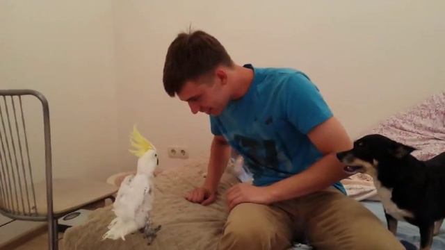 Какаду Кеша - пугалки смотреть онлайн