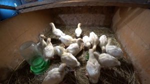 Как вырастить бройлерных индюков с нуля?