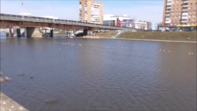 Геннадий Горин на набережной снимает видео про чайки. Птицы чайки на реке, река Ока. Город Орёл смотреть онлайн