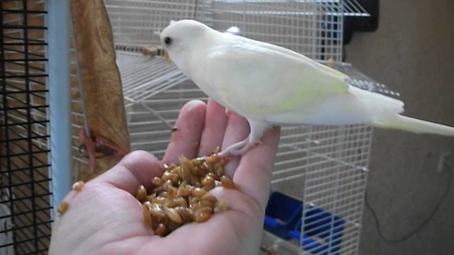Лейла, кормление с руки. Leila, Feeding From Your Hand.
